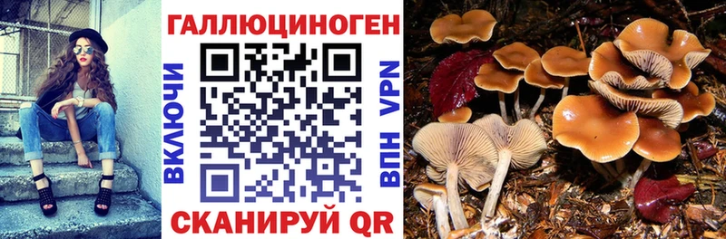 Галлюциногенные грибы Cubensis Удомля